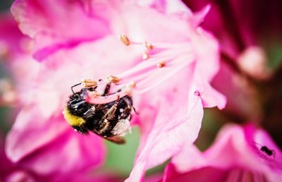 Close-up of bee pollinating on pink flower