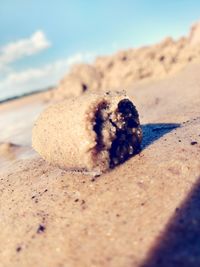 Close-up of lizard on sand at beach against sky