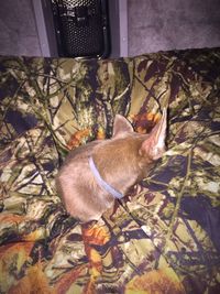 Cat lying on the ground