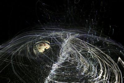 Close-up of spider web