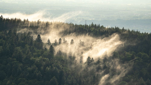 Rising steam after a thunderstorm in the black forest