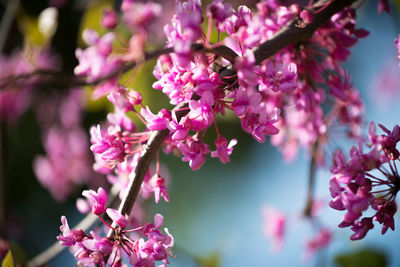 Close-up of pink bougainvillea flowers blooming on tree