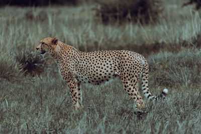 Cheetah on field