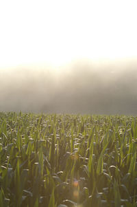 A field of corn with rays of sunshine shining through it