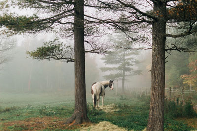 Horses standing in by tree in forest