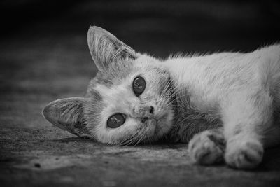 Close-up portrait of a cat