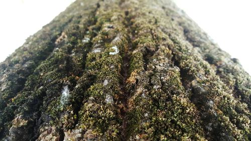 Low angle view of moss growing on tree trunk