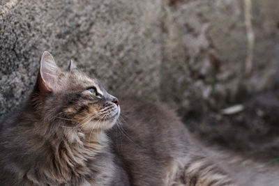 Close-up of cat