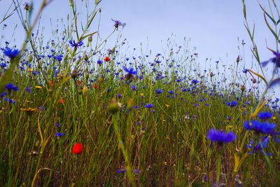 Close-up of purple flowering plants on field