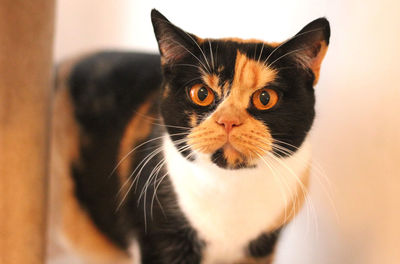 Close-up portrait of a cat