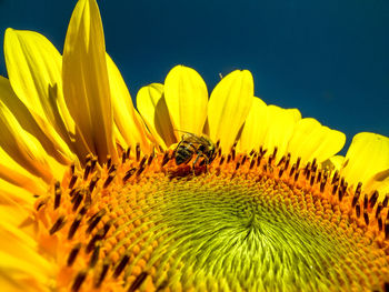 Close-up of bee pollinating on sunflower