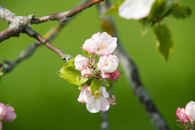 Close-up of insect on pink apple blossom