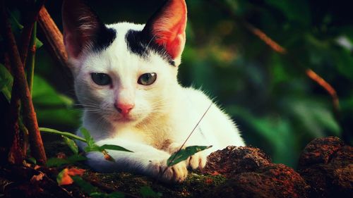 Close-up portrait of cat on tree