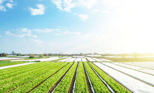 Farm potato plantation fields on a sunny day. agriculture agribusiness. use spunbond agrofibre 