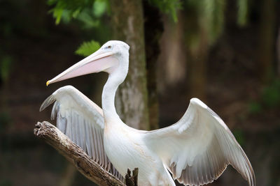 Pink backed pelican perching on limb with wings spread 3/4 view