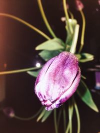 Close-up of pink flower
