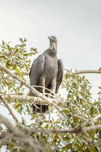 Low angle view of bird perching on branch against sky