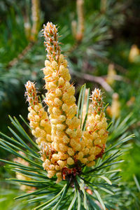 Close-up of flowering plant