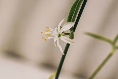 Close-up of white flower