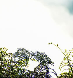 Low angle view of birds on tree against sky