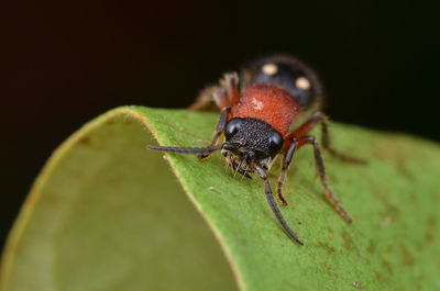 Close-up of insect