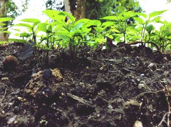 Plants growing on tree