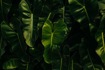 Full frame shot of fresh green plant