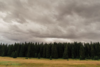 Pine trees in forest against sky