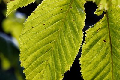 Close-up of green leaves