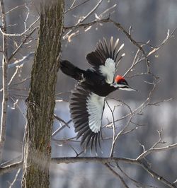 Bird perching on branch