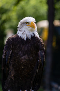 Close-up of eagle against blurred background