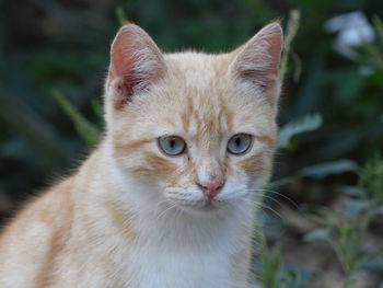 Close-up portrait of cat