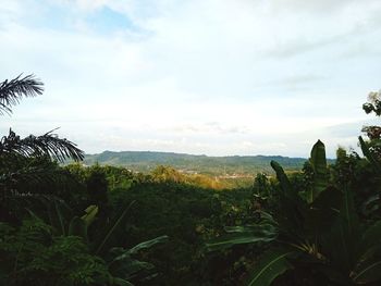 Plants growing on landscape against sky