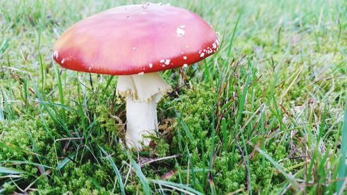 Close-up of mushroom growing on field