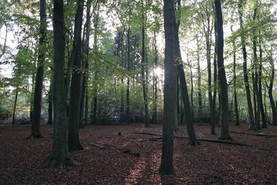 Trees in forest against sky