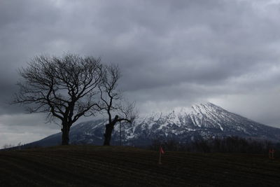 Scenic view of trees on field against sky