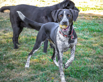 Portrait of german shorthaired pointer carrying ball by black labrador on grassy field