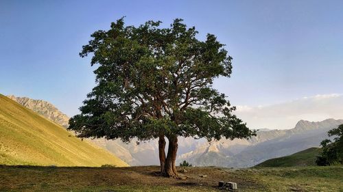 Tree on field against sky