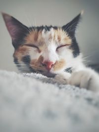 Close-up of cat with eyes closed