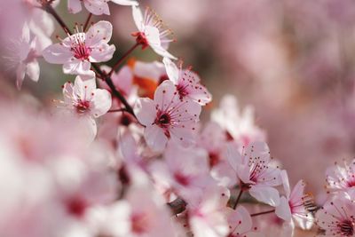 Close-up of pink cherry blossoms in spring
