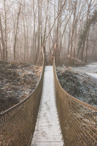 Boardwalk amidst trees in forest