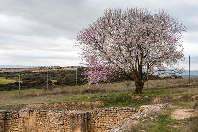 Cherry blossoms on field against sky