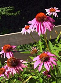 Close-up of pink flower