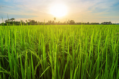 Crops growing on field against sky during sunset