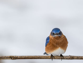 Close-up of bird perching on railing against sky