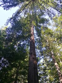 Low angle view of trees in forest