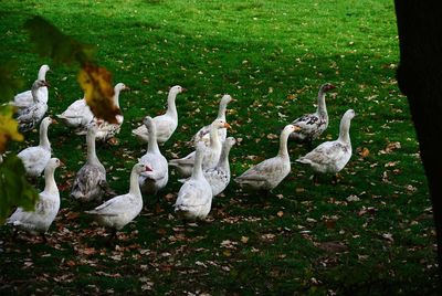 Flock of birds in a field