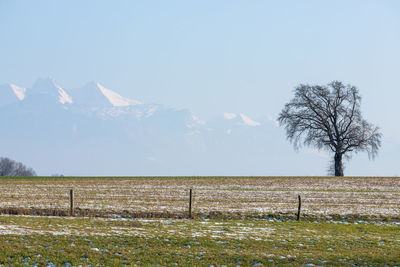 Scenic view of agricultural field against sky