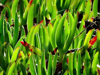 Close-up of green leaves on plant