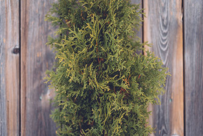 Close-up of plants